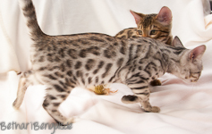 Bengalkatze silber